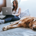 Is Pet CBD Oil Effective For Your Beloved Animals?