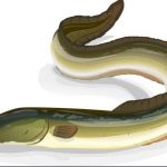 Electric eels fish | Enthralling mystery behind electric eel fish