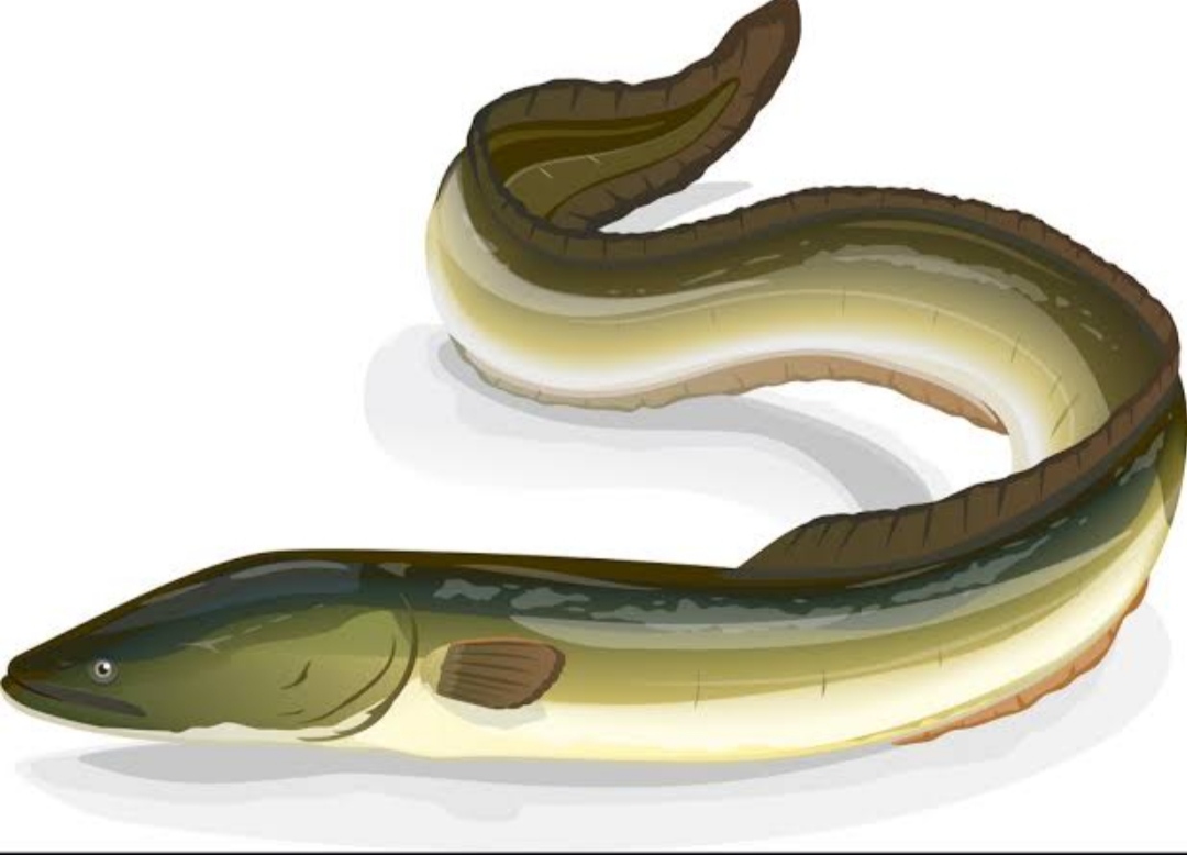 Electric eels fish, Enthralling mystery behind electric eel fish
