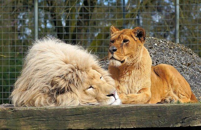 What causes power to go out for a few seconds? Lions at the zoo