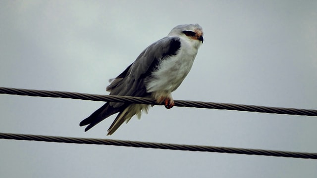 Why don't Birds get Electric Shock- A Bird on a live wire