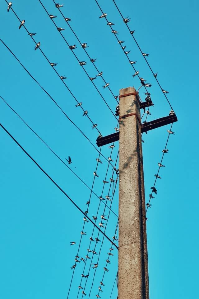 Birds sitting on a live wire without getting electrocuted