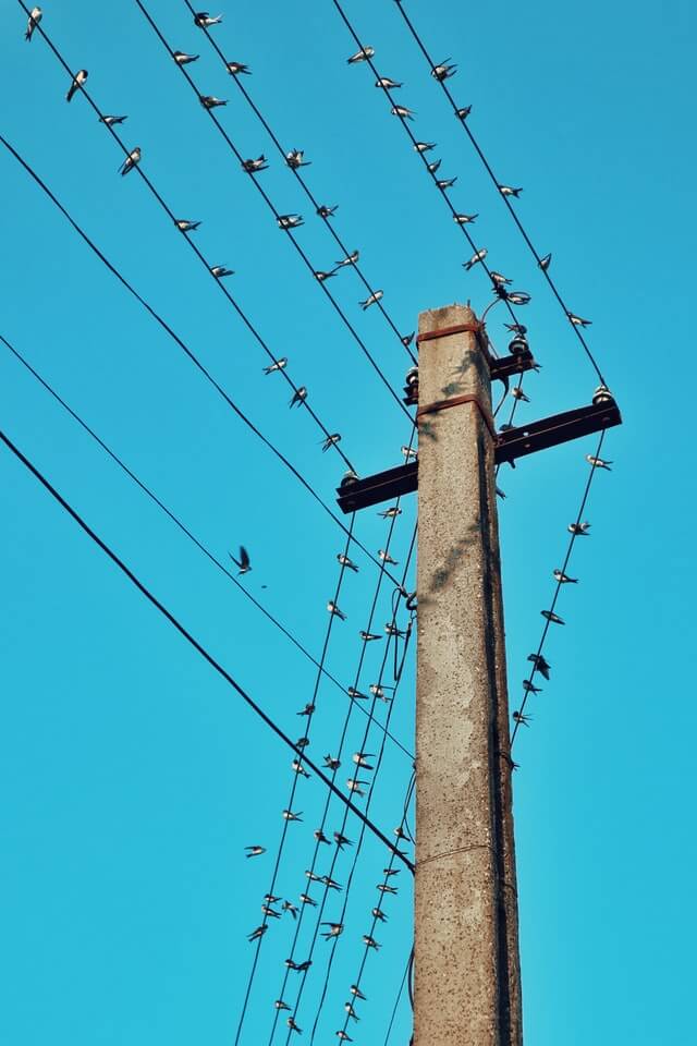 Why do birds not get Electrocuted