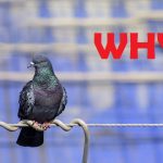 Why do Birds not get Electrocuted on Electric Wires?