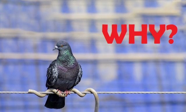Why do Birds not get Electrocuted on Electric Wires?