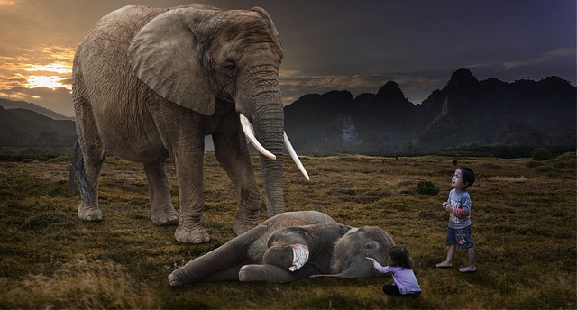 Death of an Elephant 